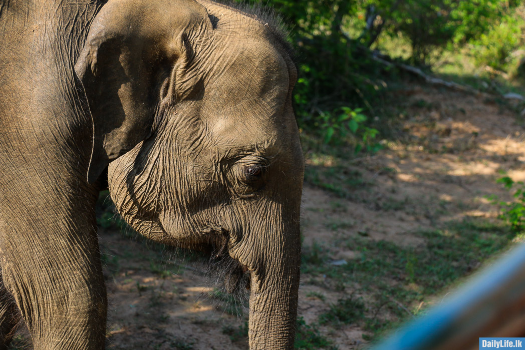 Small elephant at Yala